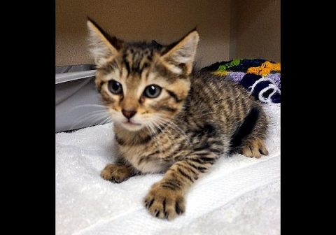 Montgomery County Animal Care and Control - Patrick Montgomery County Animal Care and Control - Patrick