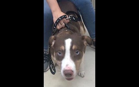 Montgomery County Animal Care and Control - Riley Montgomery County Animal Care and Control - Riley