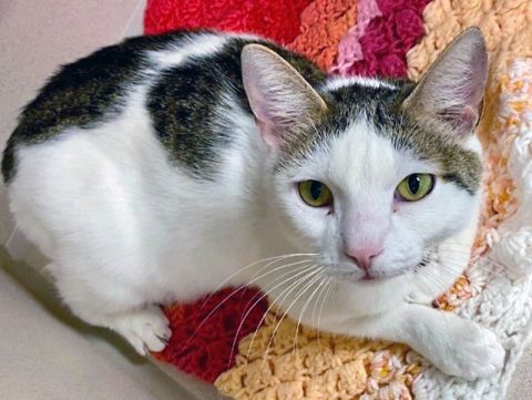 Stacee is available at Montgomery County Animal Care and Control. Stacee is available at Montgomery County Animal Care and Control.