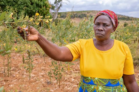 Patricia Nthenge, a farmer in Kenya who is participating in Mercy Corps’ AgriFin program, stands among her pigeon pea crop. In collaboration with NASA, AgriFin is incorporating precision satellite weather data into the information and resources it delivers to smallholder farmers in Africa. (Mercy Corps)