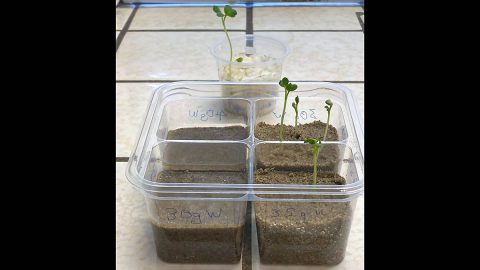 Radishes in the section with the least water germinated first and best. (NASA/JPL-Caltech)