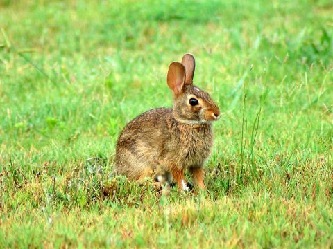 An outbreak of Rabbit Hemorrhagic Disease has been reported in Arkansas.