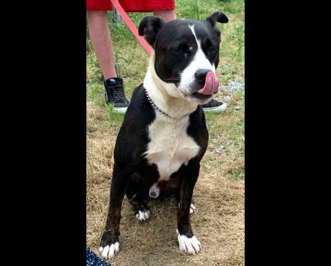 Stewart County Faithful Friends Animal Rescue - Shemp Stewart County Faithful Friends Animal Rescue - Shemp