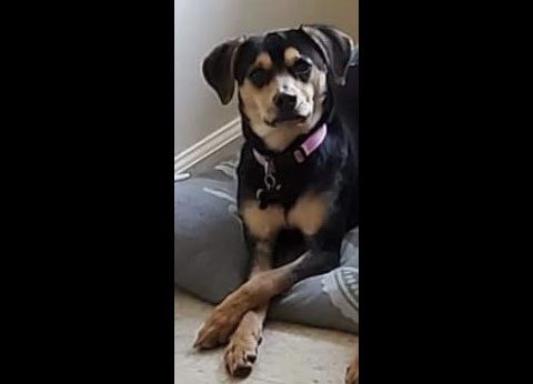 Two Ladies Caring Dog Rescue - Jade Two Ladies Caring Dog Rescue - Jade