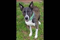 Companion Pet Rescue of Middle Tennessee – Sampson