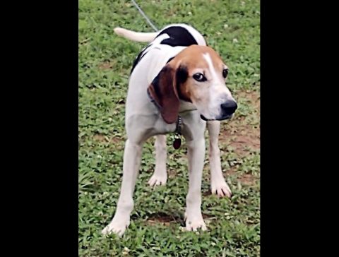 Dover Humane Society- Blue