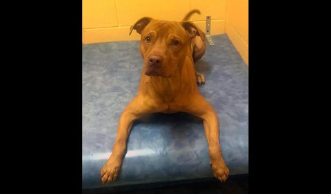 Montgomery County Animal Care and Control - Patrick
