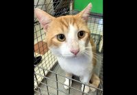 Montgomery County Animal Care and Control – Sammon