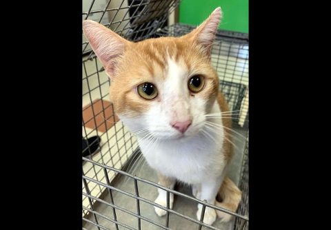 Montgomery County Animal Care and Control - Sammon