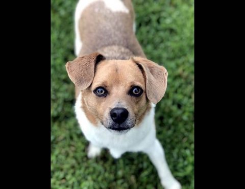 Two Ladies Caring Dog Rescue - Toby