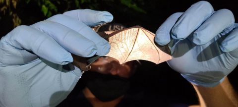 The team inspects a big brown bat at Fort Campbell for fungus on the wings. (APSU)