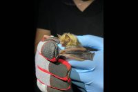 The team inspects a tri-colored bat at Fort Campbell. (APSU)