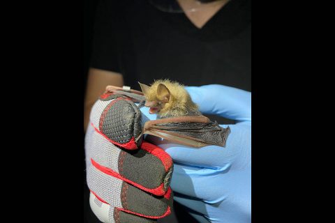 The team inspects a tri-colored bat at Fort Campbell. (APSU) The team inspects a tri-colored bat at Fort Campbell. (APSU)