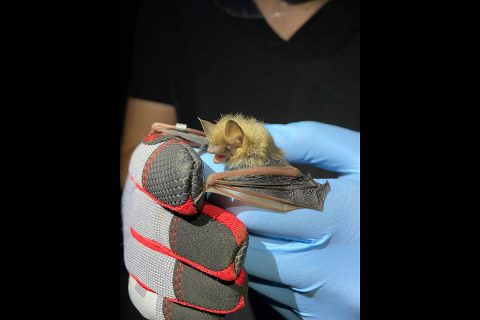 The team inspects a tri-colored bat at Fort Campbell. (APSU)