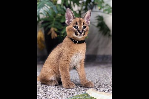 Caracal (Samir) at the Nashville Zoo. (Josh Wiseman)