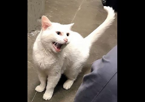 Cats Are Us - Marshmallow Cats Are Us - Marshmallow