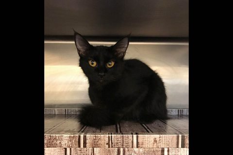 Cats Are Us - Sabrina Cats Are Us - Sabrina
