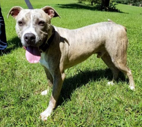 Companion Pet Rescue of Middle Tennessee - Atlas