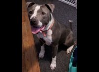 Companion Pet Rescue of Middle Tennessee – Capone