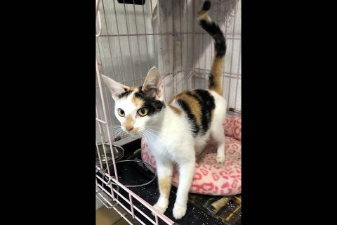 Dover Humane Society - Jenny Dover Humane Society - Jenny