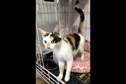 Dover Humane Society - Jenny