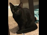 Humane Society of Clarksville-Montgomery County – Berta