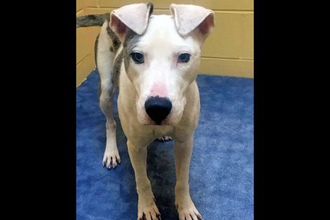 Montgomery County Animal Care and Control - Buddy