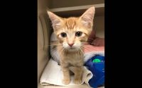 Montgomery County Animal Care and Control – Parsley