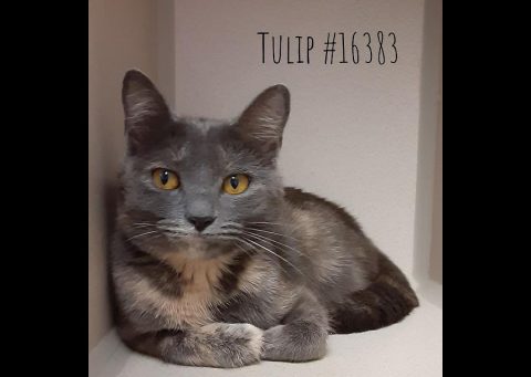 Montgomery County Animal Care and Control - Tulip