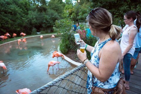 September Sips at the Nashville Zoo will provide social distancing fun. (Nathan Zucker) September Sips at the Nashville Zoo will provide social distancing fun. (Nathan Zucker)