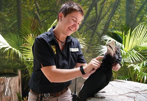 Nashville Zoo keeper with Silvery-Cheeked Hornbill. (Kelsey Spies and Jane)