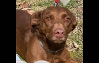 Stewart County Faithful Friends Animal Rescue – Mocha