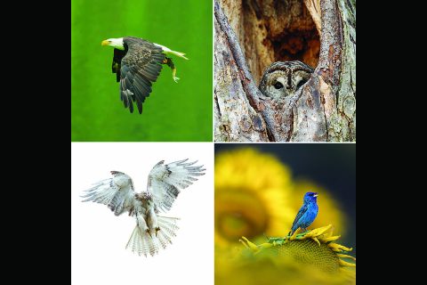 Voting Open for The Best Tennessee Wildlife and Landscape Photo