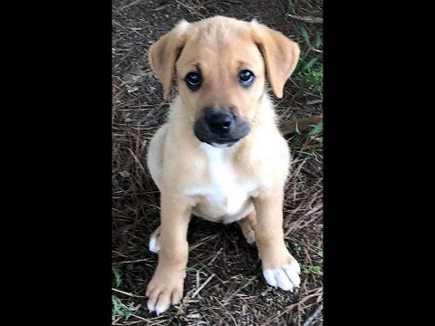 Two Ladies Caring Dog Rescue - Chaz