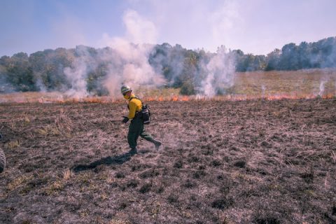 A controlled fire burned 15 acres of restored prairie. (APSU)