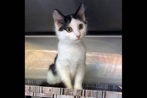 Luke is available at Cats Are Us. Luke is available at Cats Are Us.
