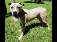 Companion Pet Rescue of Middle Tennessee – Atlas