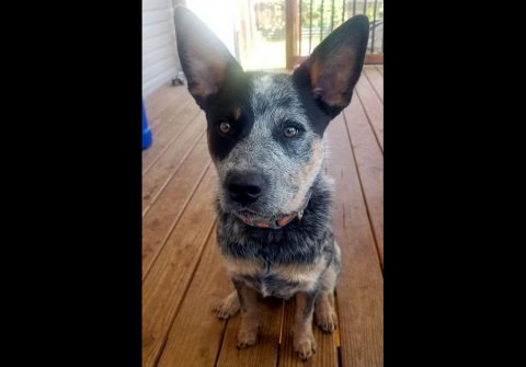 Companion Pet Rescue of Middle Tennessee - Brutus Companion Pet Rescue of Middle Tennessee - Brutus