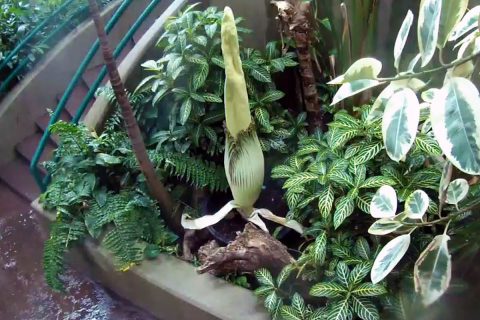 Corpse Flower at Nashville Zoo