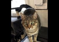 Dover Humane Society – Glamour