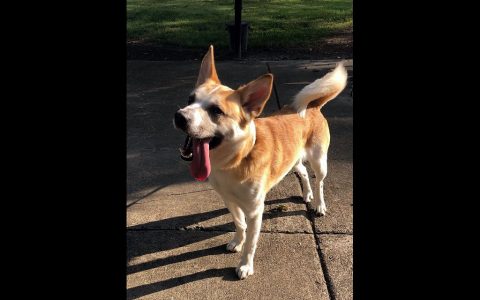 Montgomery County Animal Care and Control - Bendi Montgomery County Animal Care and Control - Bendi