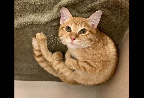 Montgomery County Animal Care and Control - Conway Montgomery County Animal Care and Control - Conway