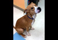 Montgomery County Animal Care and Control – Deebee