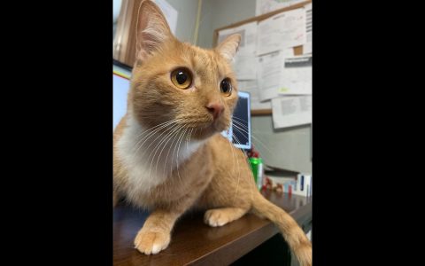 Edgar is available at Montgomery County Animal Care and Control. Edgar is available at Montgomery County Animal Care and Control.
