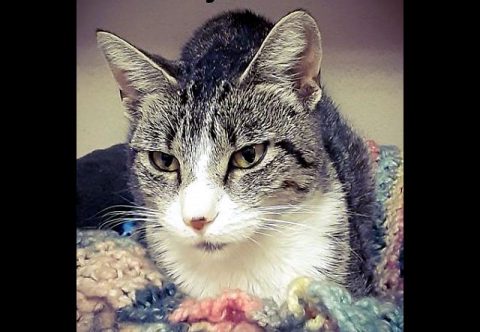 Montgomery County Animal Care and Control - Ruby Montgomery County Animal Care and Control - Ruby