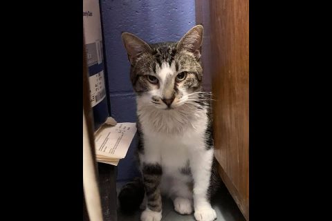 Stewart County Faithful Friends Animal Rescue - Stonewall Stewart County Faithful Friends Animal Rescue - Stonewall