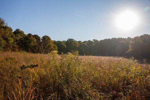 Austin Peay State University's Southeastern Grasslands Initiative. (APSU)