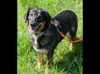 Companion Pet Rescue of Middle Tennessee – Lucy