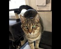 Dover Humane Society – Glamour