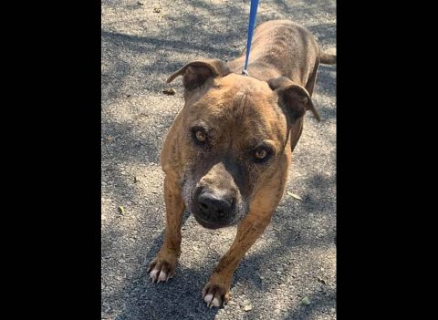 Edgar Allen can be found at Montgomery County Animal Care and Control